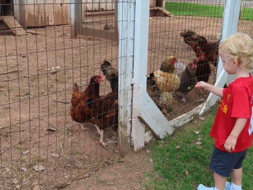 fish farm 2025 jul 5 186