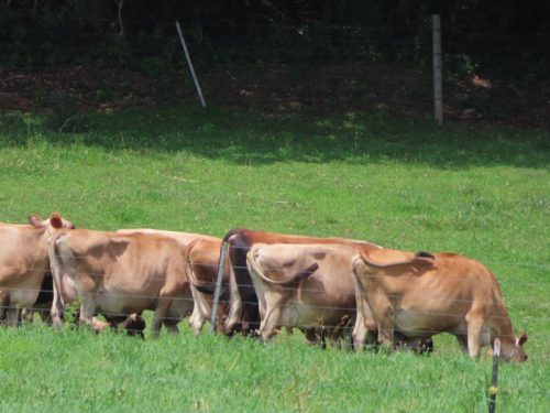 fish farm 2025 jul 5 237