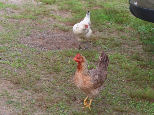 stafford 2025 jun 28 171