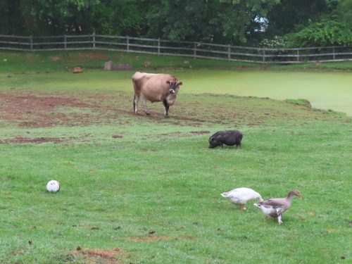 stafford 2025 jun 28 174