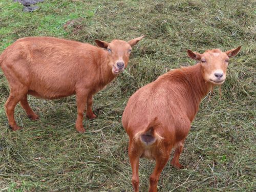 stafford 2025 jun 28 175